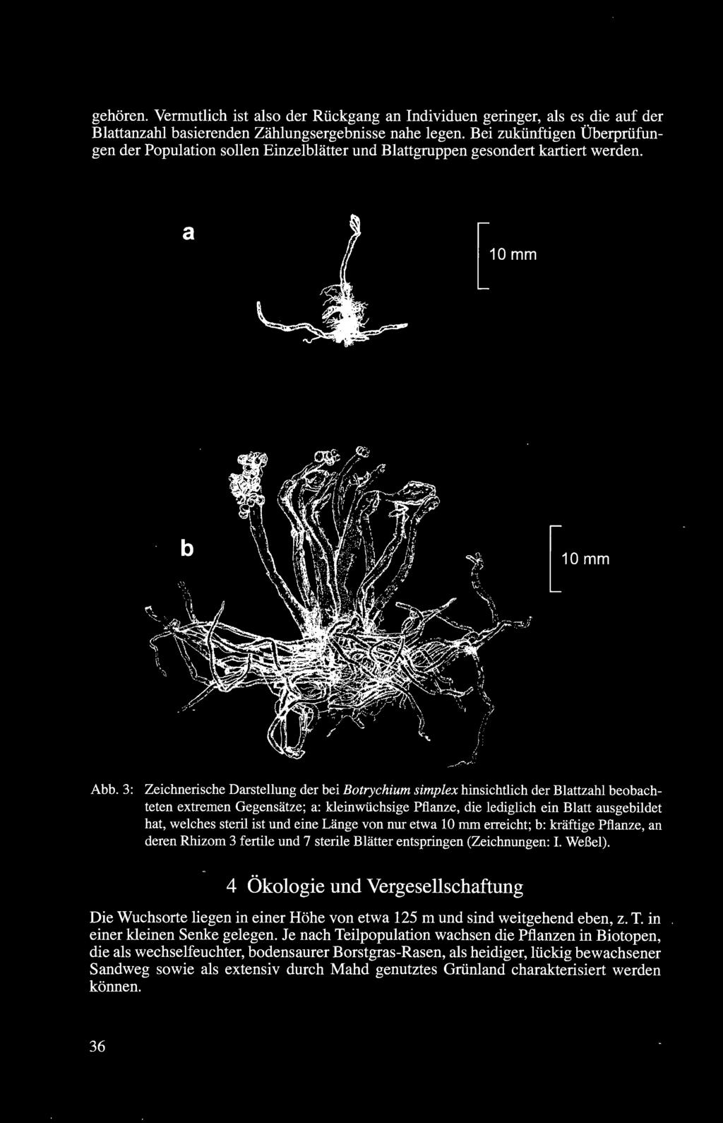 3: Zeichnerische Darstellung der bei Botrychium simplex hinsichtlich der Blattzahl beobachteten extremen Gegensätze; a: kleinwüchsige Pflanze, die lediglich ein Blatt ausgebildet hat, welches steril