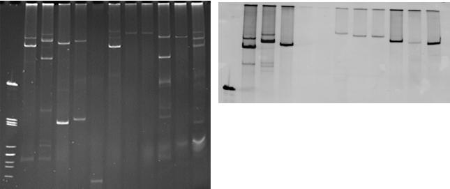 Spalte 1, Lambda-PstI-Hybridisierungsmarker; Spalten 2-11, repräsentative Class 1-Integron-positive Salmonella- Isolate; Spalte 12, Plasmid-Molekulargewichtsmarker R27 (169,7 kb), R1 (93,4), V517