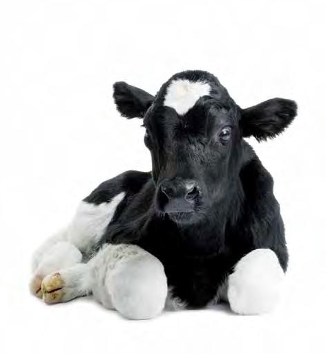 Mineral- BOLi für Rinder JUNIORTOP MINERALTOP PRENATOP CALCITOP PHOCALTOP Jungtiere ab 150 kg für Trockensteher in der Abkalbungszeit für Leistungsfähige Kühe für Kühe mit Phosphormangel Hohe