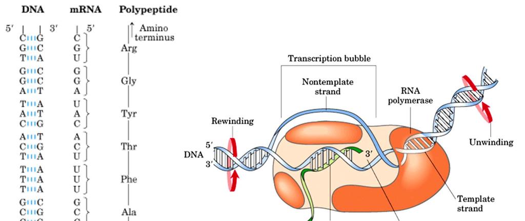 Transkription und RNA