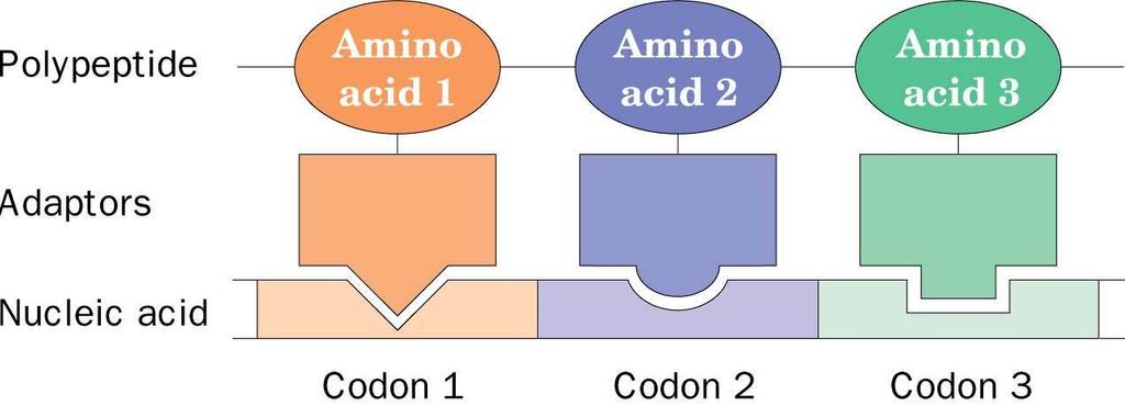 Basentripletts codieren für Aminosäuren 4 - Buchstaben-Code (DNA) muss 20 Bausteine (Aminosäuren in Proteinen) codieren!