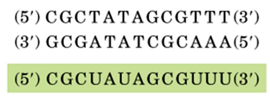 Transkription DNA: Sense/codierender Strang DNA: