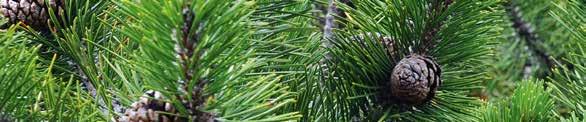 NADELHOLZ SERBISCHE FICHTE 2-1, 2-2 25-50 1,50 Picea omorica Silvacon 1-1 1,83 BLAUFICHTE 2-2, 2-3 25-50 0,82 Picea pungens (glauca) Silvacon 1-1 1,12 ZIRBE 2-2, 2-3, 2-4 15-30 1,45 Pinus cembra
