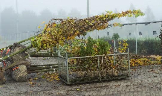 Wenn die Blätter im Herbst gefallen sind, ist die Verdunstung des Baumes auf ein Minimum reduziert. Das Laub bedeckt den Wurzelbereich und hat erhebliches Isoliervermögen.