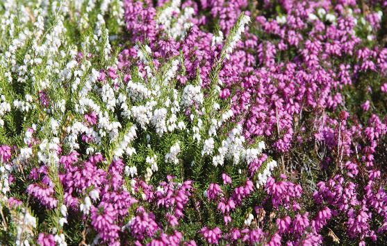Winterheide Fachberatung I 7 Blüten in der kalten Jahreszeit m Spätherbst und Winter ist die beste Zeit Gehölze zu pflanzen.