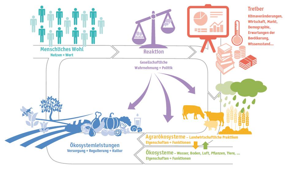 Das Agrarökosystem und der Regulierungskreislauf für die Bereitstellung von Ökosystemleistungen Quelle: BLW 2016, in