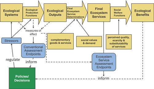 Regulierungsbedarf bestimmen Weiterentwicklung von Methoden Ecosystem services as assessment endpoints for