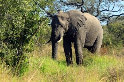 Nachdem Sie das Lindequist Gate passiert haben, beginnt Ihre ganz persönliche Pirschfahrt. Sie fahren in Richtung Westen zum Halali Camp, das im zentralen Teil des Etosha Nationalparks liegt.