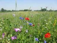 Bienen & Tagfalter Landschaftselemente, Wildkräuter,