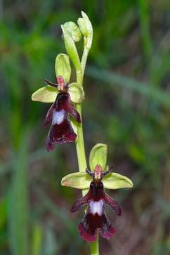 rubra) (Ophrys insectifera) 3