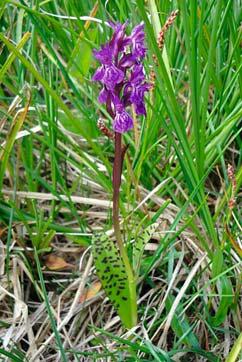 5 - Dactylorhiza lapponica