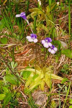 10 - Pinguicula leptoceras