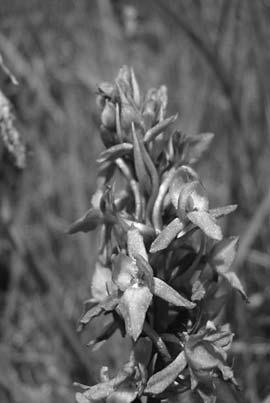Einheimische Orchideen Schweiz AGEO Und zum Schluss noch dies... Das Jahr der Gymnadenia conopsea neigt sich langsam dem Ende zu.