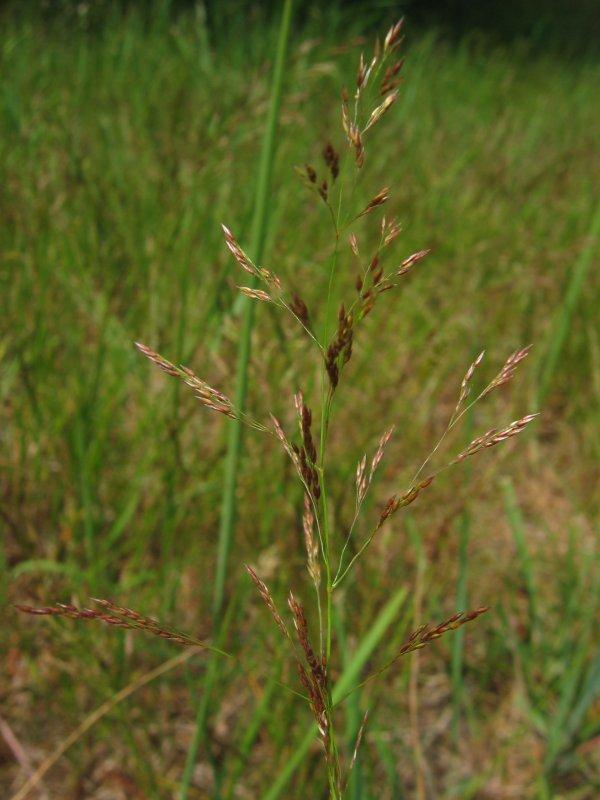 1.2 Ein Beispiel zur Warnung Kupfertolerantes Rotes Straußgras Rotes Straußgras Agrostis tenuis image (c) Kristian Peters