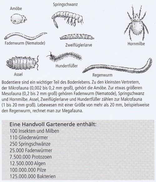 Das verborgene Biotop aus: Dettmer Grünefeld: Das Mulchbuch, pala-verlag