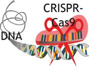 WAS IST CRISPR-CAS9? CRISPR-Cas9 ist der Name einer Methode, die benutzt wird, um die Baupläne der Zelle, die DNA, gezielt zu verändern.