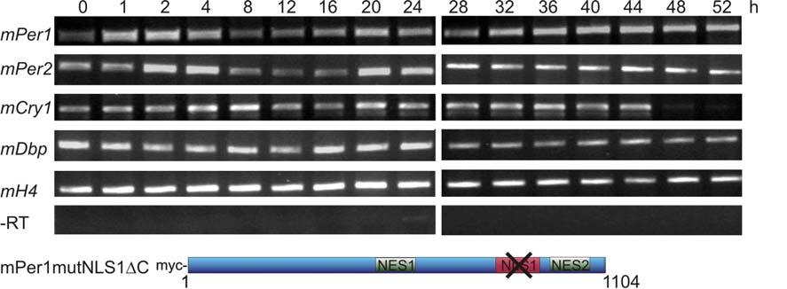 3 Ergebnisse 88 Abb.3.24 Die Überexpression von der Import-defizienten Mutante von mper1 führt nicht zu einer Veränderung der circadianen Genexpression in synchronisierten Maus Fibroblasten.
