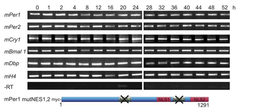 3 Ergebnisse 89 Abb.3.25 Die Überexpression der Export-defizienten Mutante von mper1 führt zu einer arrhythmischen circadianen Genexpression.