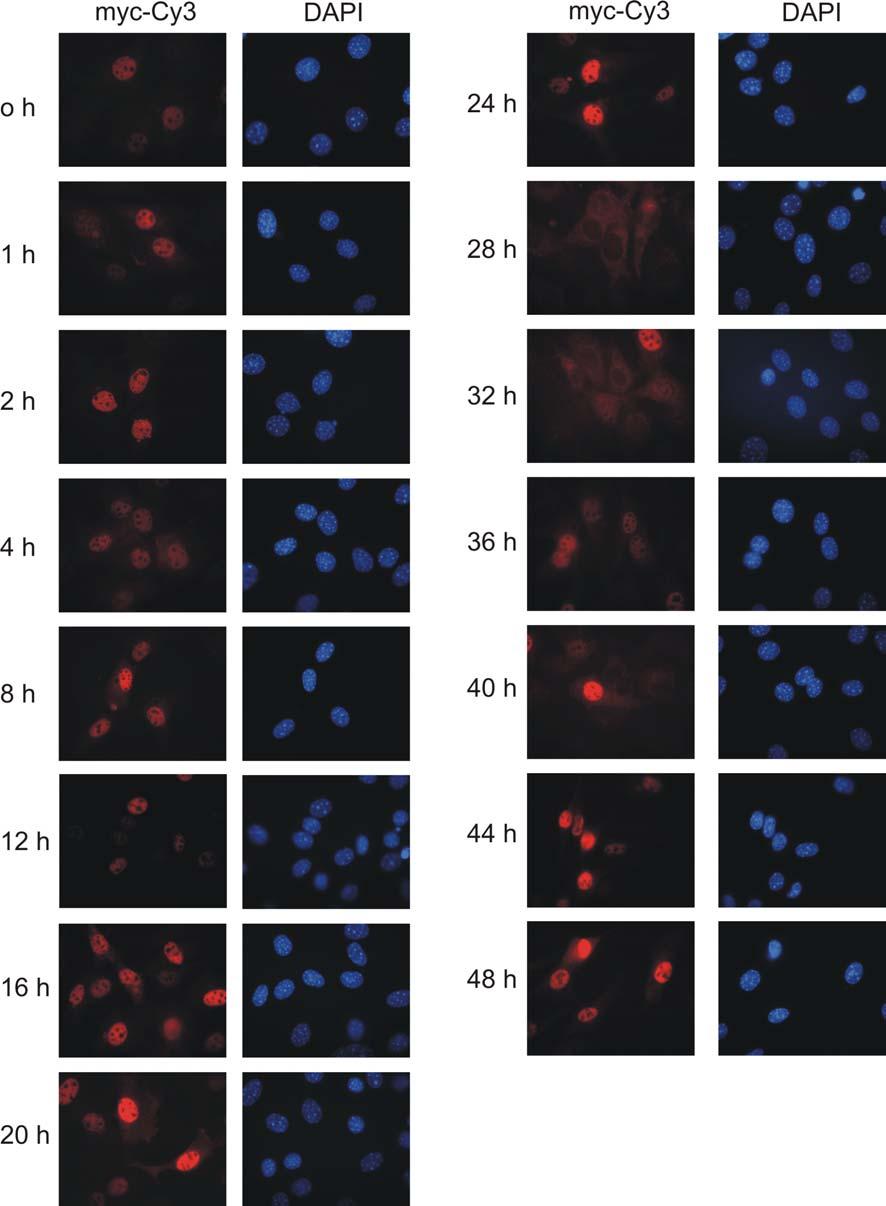 3 Ergebnisse 96 Abb.3.28 Überexprimiertes mper1 zeigt in synchronisierten Maus Fibroblasten rhythmische Proteinexpression.