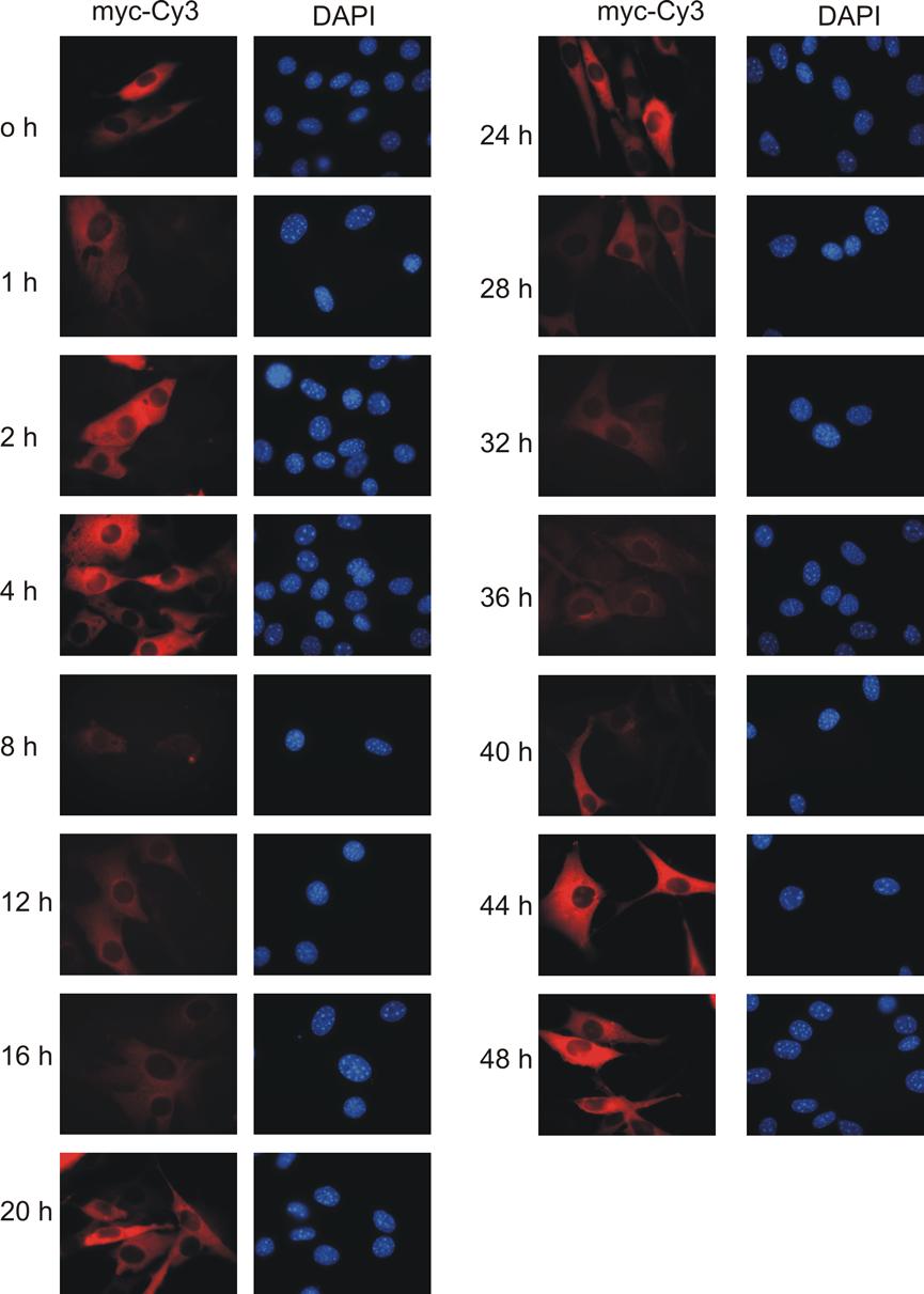 3 Ergebnisse 97 Abb.3.29 Überexprimiertes mper1mutnls C zeigt in synchronisierten Maus Fibroblasten rhythmische Proteinexpression.