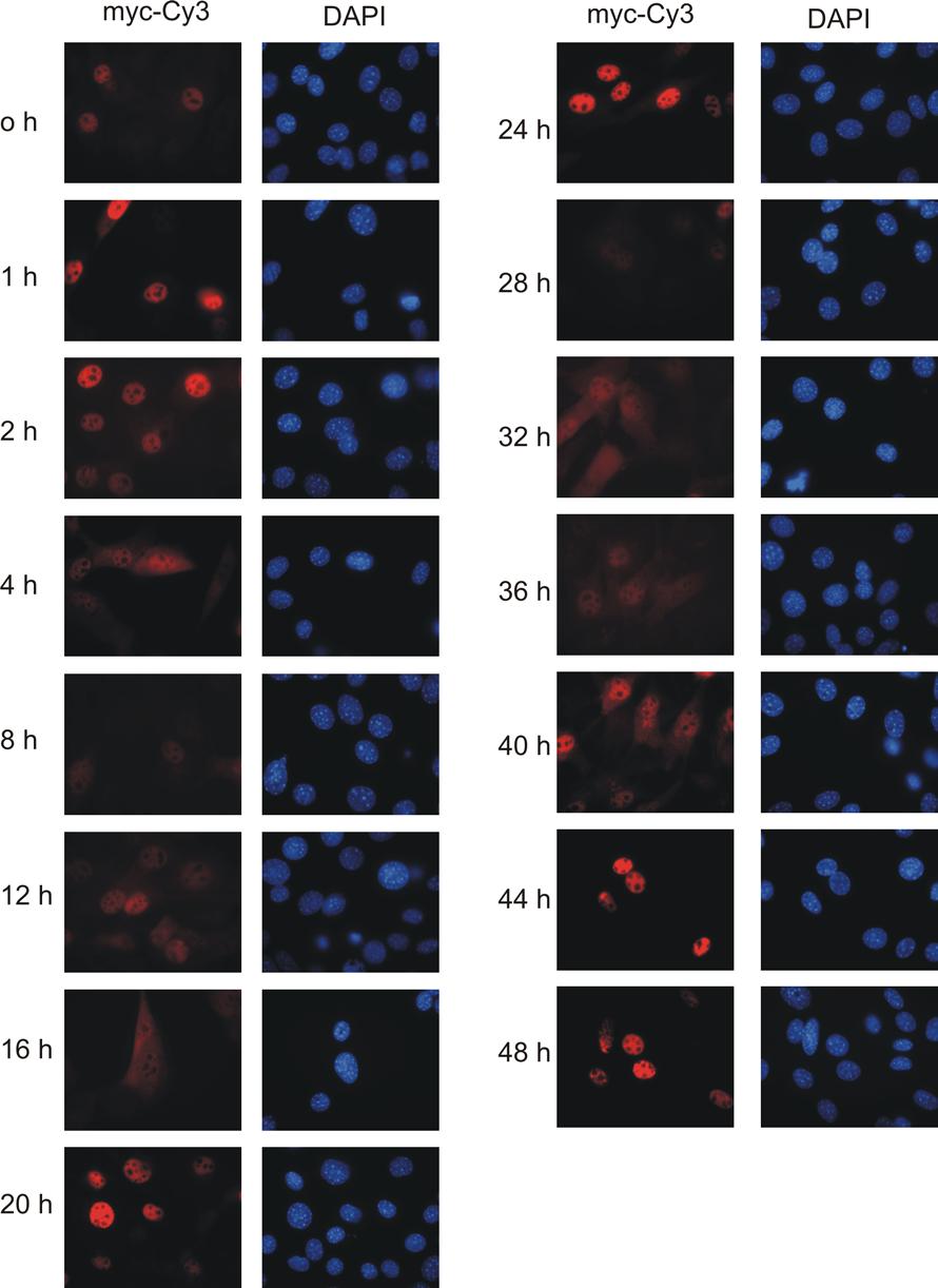 3 Ergebnisse 100 Abb.3.32 Die Proteinexpression von stabil transfiziertem mper1mutnes1,2 C ist in synchronisierten Maus Fibroblasten rhythmisch.