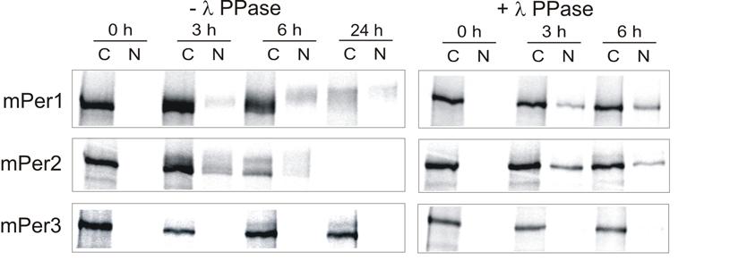 3 Ergebnisse 59 inkubiert. Diese Phosphatasebehandlung führte in der Tat zu einem einheitlichen Laufverhalten von mper1 und mper2.