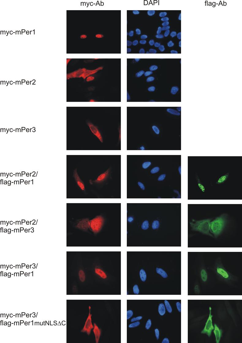 3 Ergebnisse 71 Abb.3.10 In HeLa Zellen wird mper3 im Heterodimer mit mper1 im Zellkern lokalisiert. Mittels Lipofektion wurden die genannten Konstrukte (ko)-transfiziert.