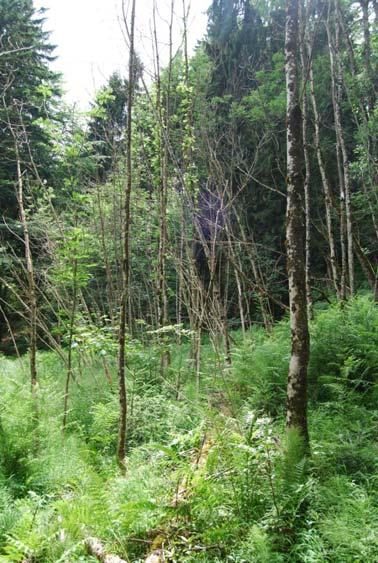 Gefährdungen der natürlichen Waldentwicklung Neobiota Eschentriebsterben Ulmensterben Zusammenfassung Ökologischer Wert der NWR-Flächen steigt Totholz nimmt deutlich