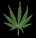 Die verschiedenen Cannabis-Sorten: Indica, Sativa und Ruderalis Die Sativa-Sorten kommen ursprünglich aus dem asiatischen Raum Thailand, Vietnam, Laos, Kambodscha und Nepal