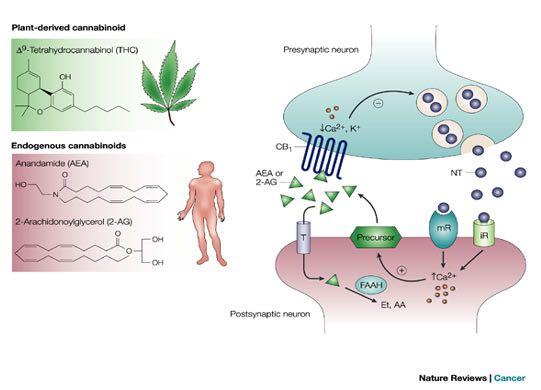 Das Cannabinoid-System Pflanzliche Cannabinoide Identifiziert sind