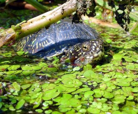 Stiftung Hessischer Naturschutz: < 1000,- vereinf. Verwendungsnachw.; b.