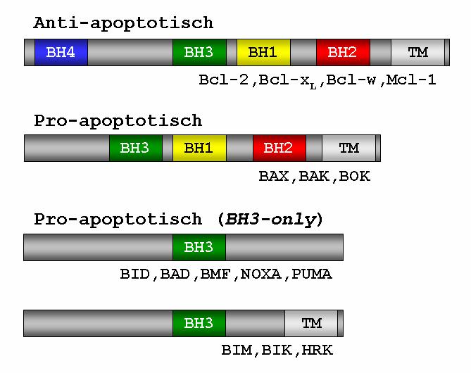 Einleitung Abbildung 2.10: Die Bcl-2 Protein-Familie Die Proteine der Bcl-2-Familie lassen sich in pro- und anti-apoptotischen Mitglieder unterteilen.