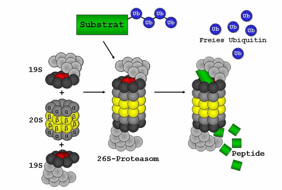 Einleitung Abbildung 2.14: Abbau von poly-ubiquitinierten Proteinen durch das 26S-Proteasom Das 20S-Proteasom setzt sich aus 28 Untereinheiten zusammen.