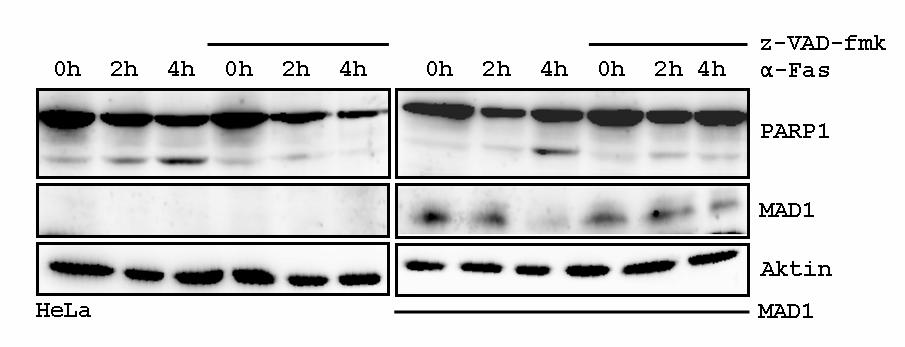 Ergebnisse Abbildung 3.13: Inhibition der Caspasen verhindert MAD1-Degradation HeLa-Zellen wurden mit pcr3-fas und pcmv-mad1 transfiziert.