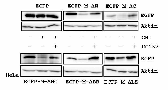 Ergebnisse Abbildung 3.19: MAD1 weist keine Abbau-relevante Domäne auf HeLa-Zellen wurden mit Plasmiden für ECFP-Fusions-Konstrukte der MAD1-Deletionsmutanten transfiziert.