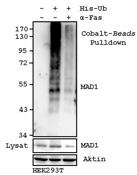 Ergebnisse Abbildung 3.22: Induktion der Apoptose führt nicht zu verstärkter Ubiquitinierung von MAD1 HEK293T-Zellen wurden mit pcmv-mad1, pcr3-fas und pcmv-his6-ub transfiziert.