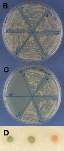 Ergebnisse Unter Selektionsbedingungen ohne Histidin mit 15 mm 3-AT (Abb. 3.10.C) sind Hefen, die mit dem Kontrollplasmid pad-wt transformiert wurden, nicht mehr in der Lage zu wachsen.