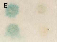 Transformanden beider Köderstämme mit dem Kontrollplasmid pad-wt zeigten unter Selektionsbedingungen kein Wachstum und keine Blaufärbung im β-galactosidase-test. 3.4.