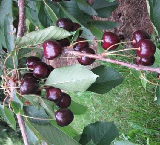 Die Früchte von Irena sind sehr homogen, attraktiv und haben eine auffallend glatte haut. Produktionspotential Anfangs schwache, später regelmässige und hohe Erträge.