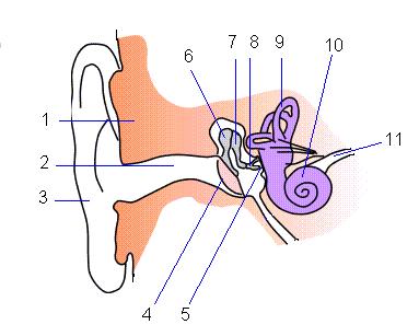 SCHOOL-SCOUT Übungsklausur: Das Ohr Seite 2 von 5 Übungstest: Das Ohr Name: Klasse: 1. Das Ohr des Menschen ist aus vielen kleinen Bestandteilen aufgebaut. Beschrifte die Skizze genau!