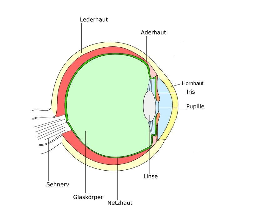 SCHOOL-SCOUT Übungsklausur: Das Auge Seite 2 von 5 Übungstest: Das Auge Name: Klasse: 1. Das menschliche Auge besteht aus vielen verschiedenen Teilen. Beschrifte die Skizze* genau. 2. Welche Aufgaben haben diese Teile des Auges?
