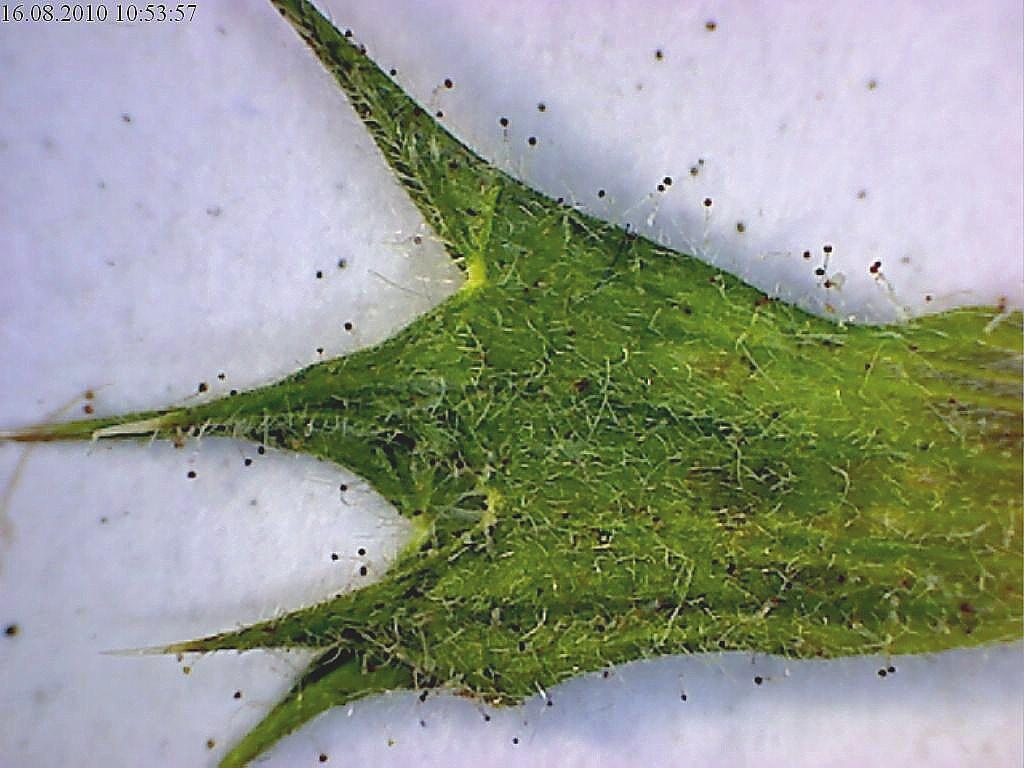 46 RegnitzFlora 4/2011 Abb. 5: Kelchbehaarung bei Galeopsis ladanum mit abstehenden transparenten Haaren nur eine einzige Blüte tragen. Abb. 6 zeigt die Blüte eines solchen zwergenhaften Exemplars von Galeopsis ladanum vom gleichen Fundort wie bei Abb.