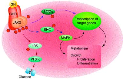 Somatotropes Hormon (STH) Verwandt mit Prolaktin und hpl Der Rezeptor wird nach der Bindung an STH durch Dimerisierung aktiviert Im Blut: GH + exrazelluläre