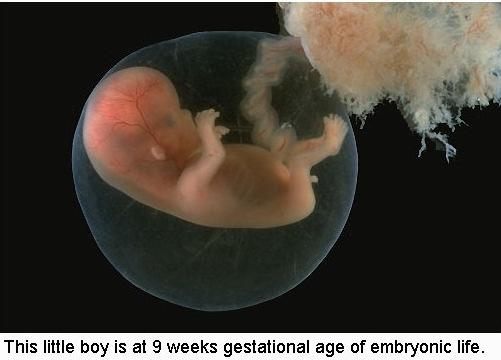 Befruchtung der Eizelle, Schwangerschaft, Geburt, Laktation Lernziele: 87, 88 Samenflüssigkeit: Spermien + Sekrete der akzessorischen Geschlechtsdrüsen (Prostata, Vesicula seminalis, bulbourethrale