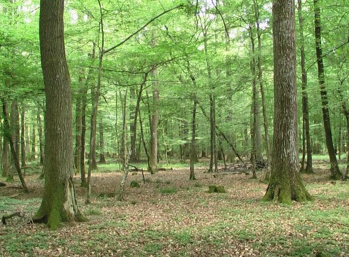 Ursachen hoher Biodiversität von Eichenwäldern Hohes Lebensalter, sehr langfristiges Absterben = lange Habitatkontinuität Strukturreichtum auf Baum- und