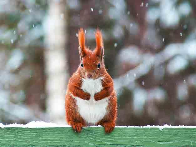 Jetzt bringt der Bauer die Dinkelkörner mit der Sämaschine in den Boden. Bis zum Winter hat der junge Dinkel nun noch genug Zeit, um ein kräftiges Pflänzchen zu werden.