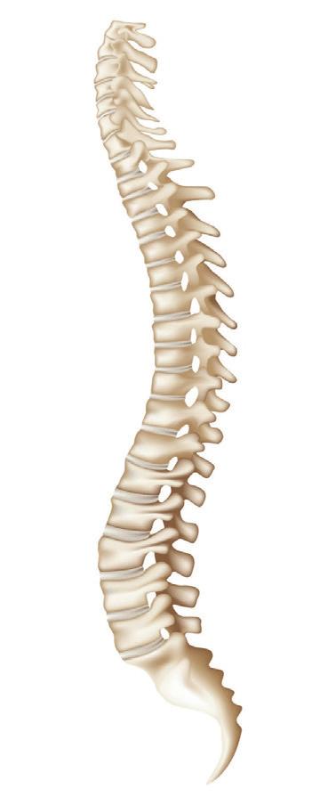 84 Schwerpunktthema Rückenerkrankungen 4 Abbildung 61: Rückenschmerzbetroffene nach Lokalisation der Rückenschmerzen (Mehrfachnennungen möglich) Häufig sind auch Rückenschmerzen in mehreren Regionen
