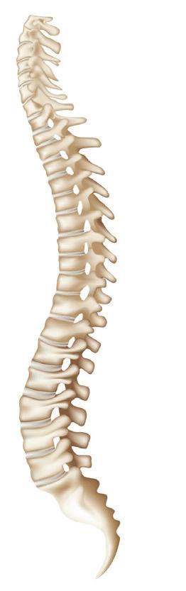 4 Schwerpunktthema Rückenerkrankungen 85 Abbildung 62: Rückenschmerzbetroffene nach Lokalisation der Rücken schmerzen (Umrechnung auf Einfachnennungen) IGES nach Beschäftigtenbefragung der