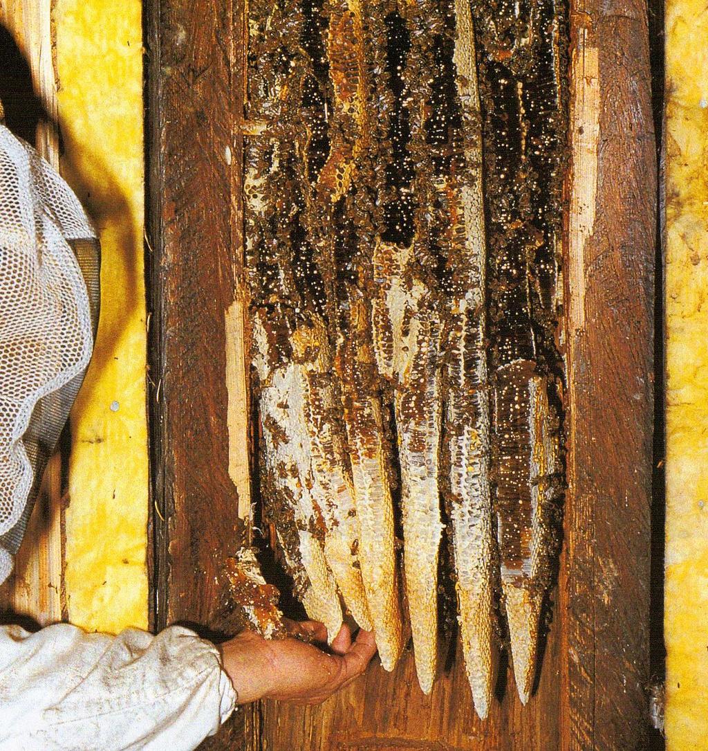 Historie der Bienenhaltung Klotzbeute Zeidler an Bienenbäumen