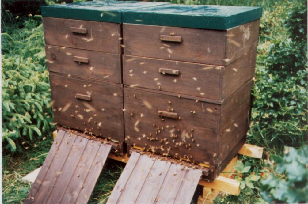 Konventionelle Bienenhaltung in Magazinbeuten